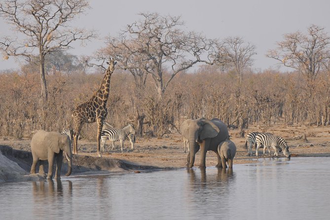 Hwange (Safari) Day Trip from Victoria Falls - Key points to know before booking