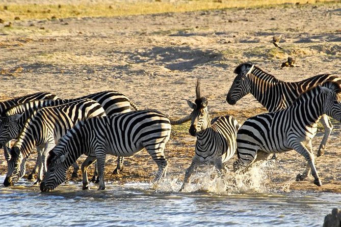 Hwange (Safari) Day Trip from Victoria Falls - What the guide can add to the day