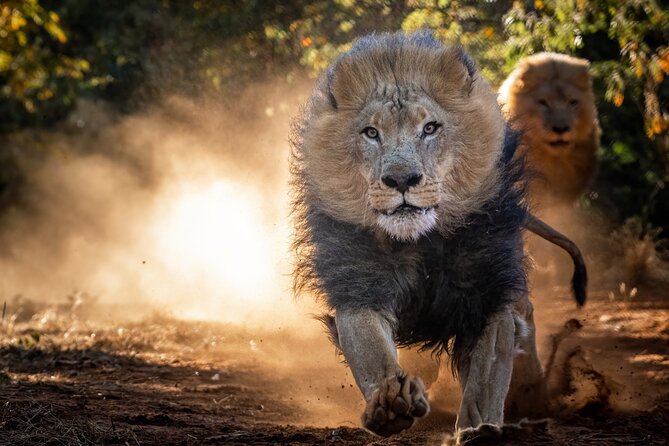 Lion & Wildlife Sanctuary Excursion Victoria Falls - Starting with the hyena walk