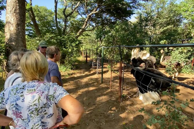 Lion & Wildlife Sanctuary Excursion Victoria Falls - How the $120 price makes sense