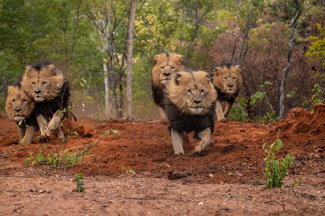 Lion & Wildlife Sanctuary Excursion Victoria Falls - Who will enjoy this most