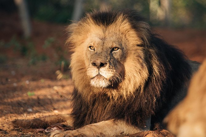 Lion & Wildlife Sanctuary Excursion Victoria Falls - Practical advice for a better visit