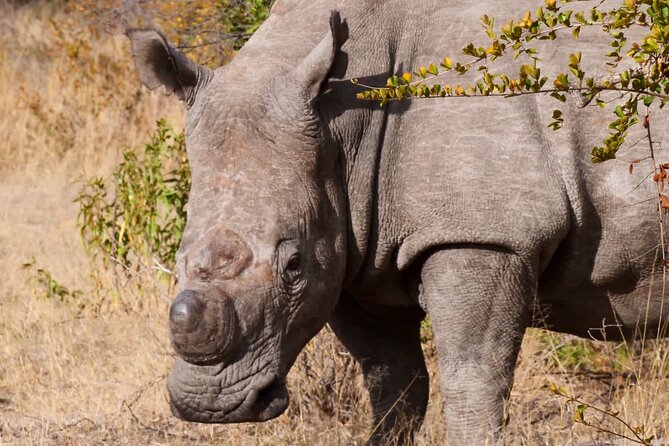 Matobo Rhino Encounter - Who will enjoy this outing most