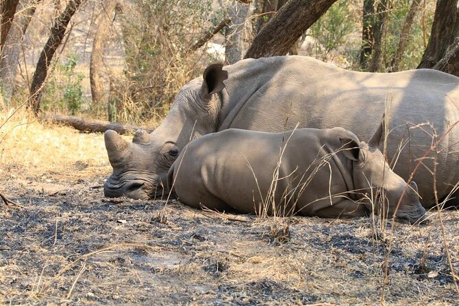 Matobo Rhino Encounter - Booking, pickup, and cancellation advice