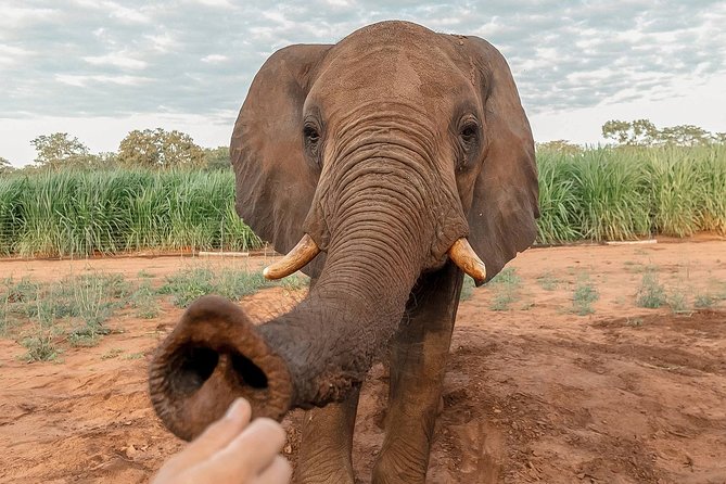 Moments with Elephants - What the one-hour experience is really about