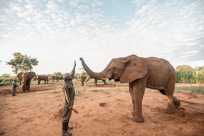 Moments with Elephants - Feeding and touching the elephants