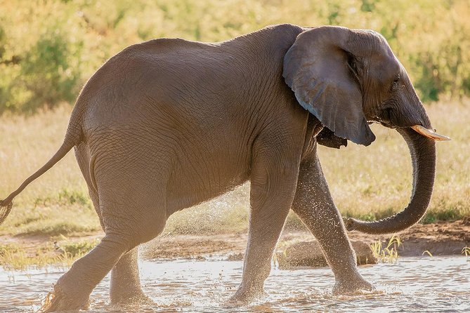 Moments with Elephants - How the group size affects your visit