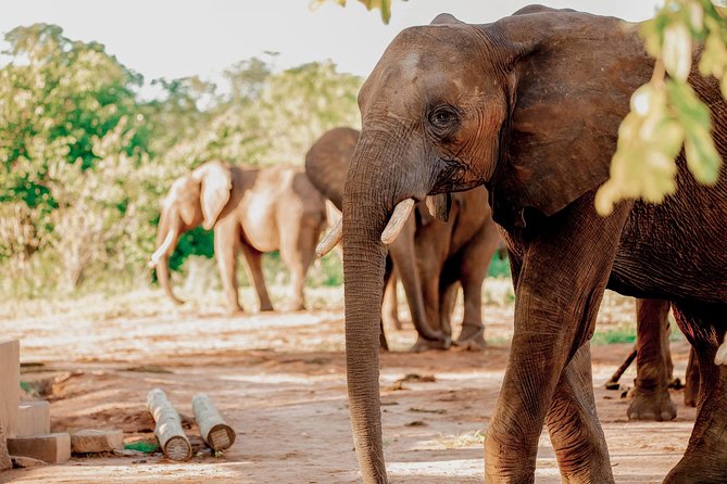 Moments with Elephants - What the reviews reveal about the experience