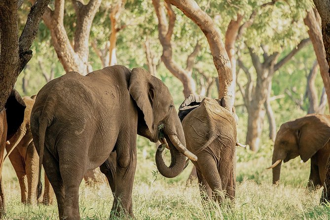 Moments with Elephants - Starting at 7:30 am near Victoria Falls