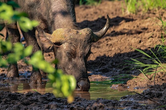 Prime Safari Game Drive with Gin Tonic and Amarula break - The vintage gin and tonic break