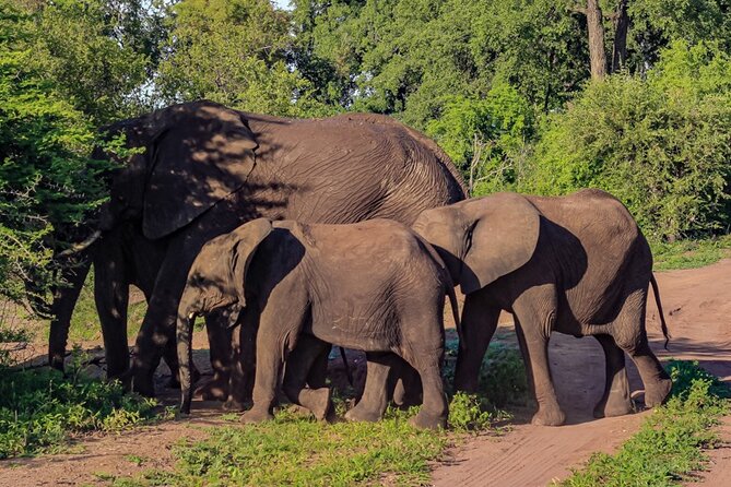 Prime Safari Game Drive with Gin Tonic and Amarula break - Why the three-hour length matters