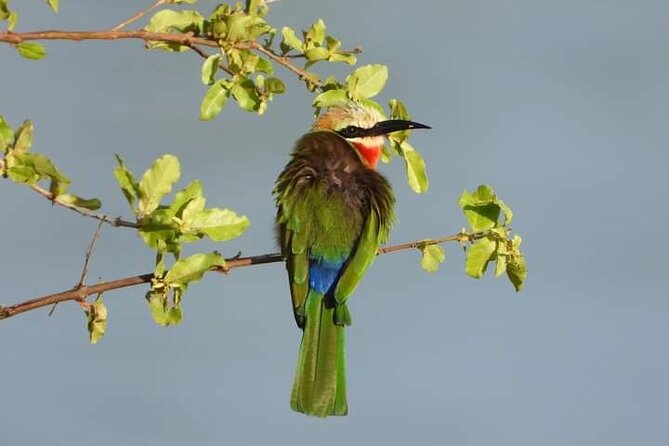 Private Guided Tour in Victoria Falls - Why a private Victoria Falls walk works well