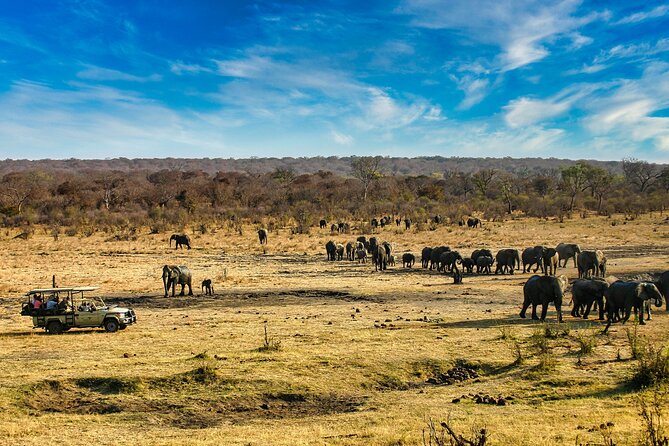 Safari Game Drive in the Savannah with Hotel pickup 3 times daily - Hotel pickup three times daily