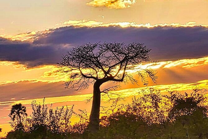 Safari Game Drive in the Savannah with Hotel pickup 3 times daily - The briefing and park entrance