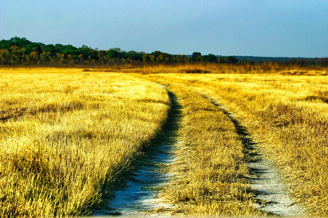 Safari Game Drive in the Savannah with Hotel pickup 3 times daily - Elephants, lions, buffalo, and leopards