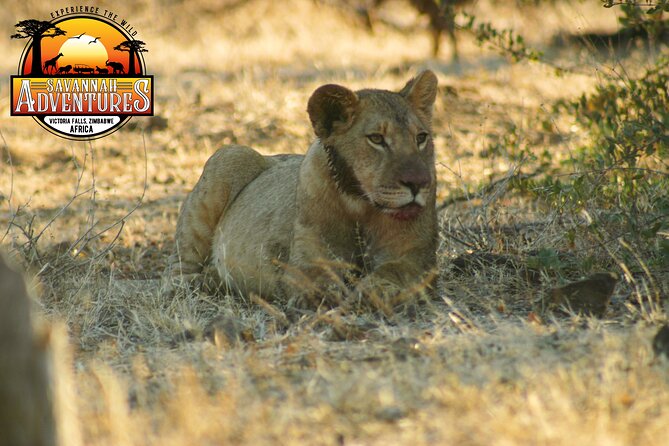 Safari Game Drive in the Savannah with Hotel pickup 3 times daily - A short refreshment stop in the bush
