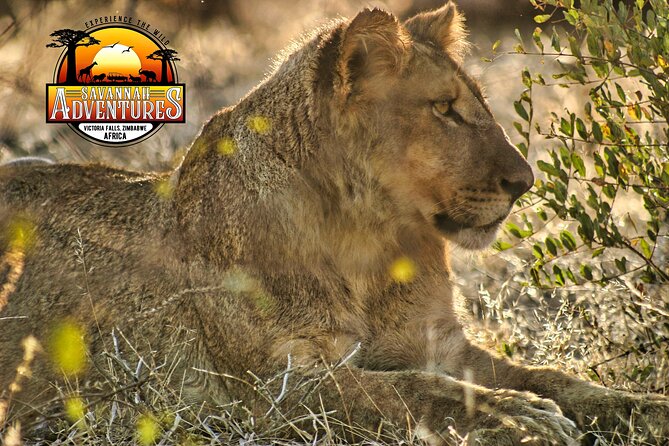 Safari Game Drive in the Savannah with Hotel pickup 3 times daily - Searching Chamabondo Park for wildlife