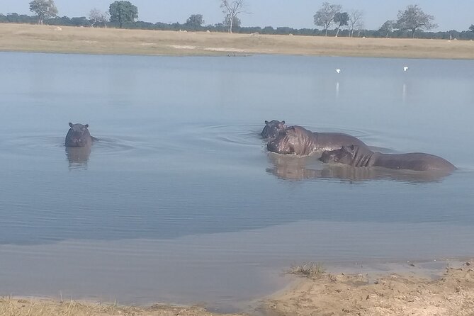 Safari Game Drive in Zambezi National Park - Key points at a glance