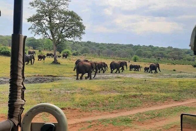 Safari Game Drive in Zambezi National Park - Why Zambezi National Park works for a short safari