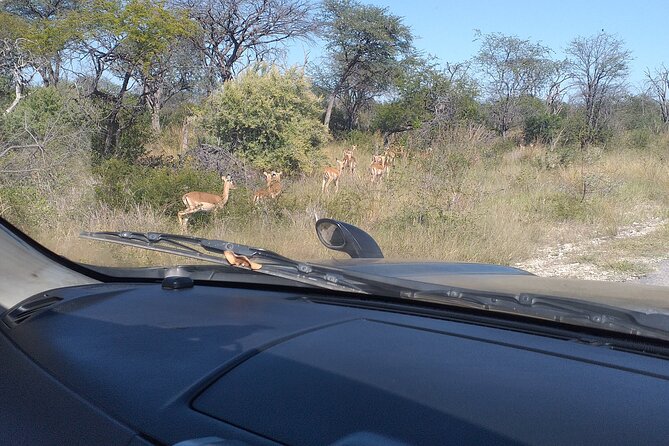 Safari Game Drive in Zambezi National Park - The afternoon option for a later start