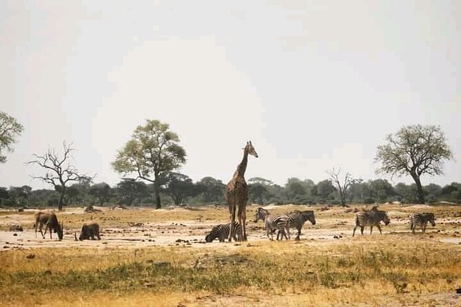 Safari Game Drive in Zambezi National Park - Price, inclusions, and the real value