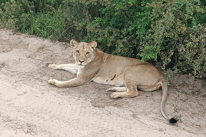 Safari Game Drive in Zambezi National Park - How to prepare for uncertain wildlife sightings