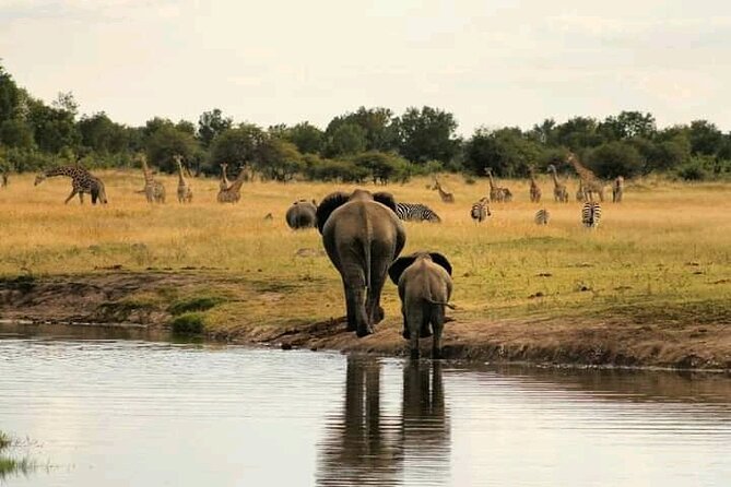 Safari Game Drive in Zambezi National Park - Who should book this Victoria Falls safari