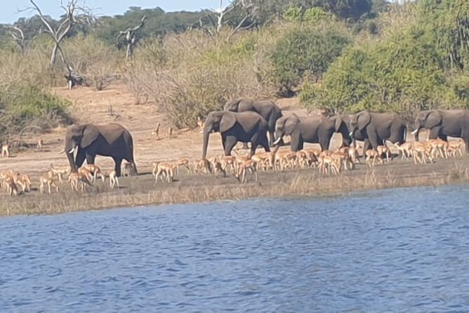 Safari Game Drive in Zambezi National Park - What to bring and how to prepare