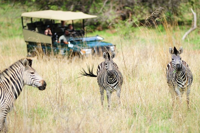 Safari Game Drive in Zambezi National Park with Hotel Pickup - What the $100 price really covers
