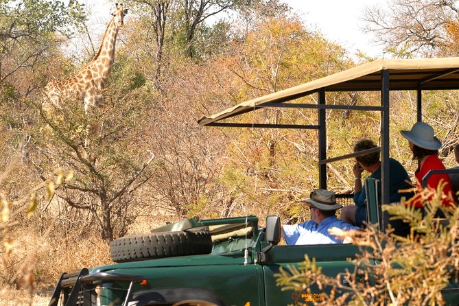 Safari Game Drive in Zambezi National Park with Hotel Pickup - Who should choose the morning or afternoon option?