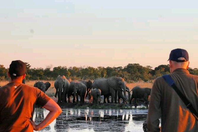Safari Game Drive in Zambezi National Park - Choosing between the morning and afternoon departure