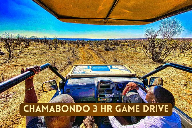 Safari in Victoria Falls and Zambezi National Park - The tea stop and why it improves the outing