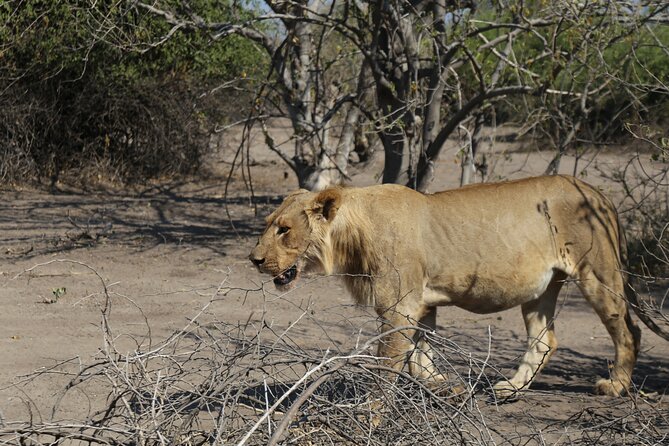 Small Group: Zambezi National Park Guided Game Drive - Key points to know before you book