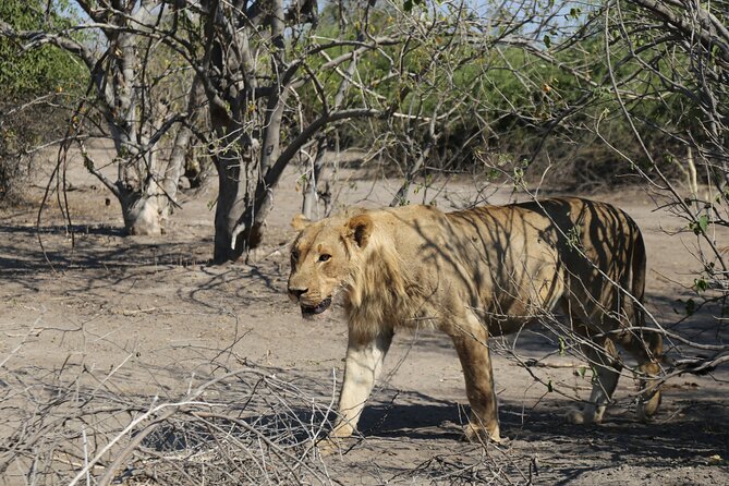 Small Group: Zambezi National Park Guided Game Drive - The animals you might see in Zambezi National Park