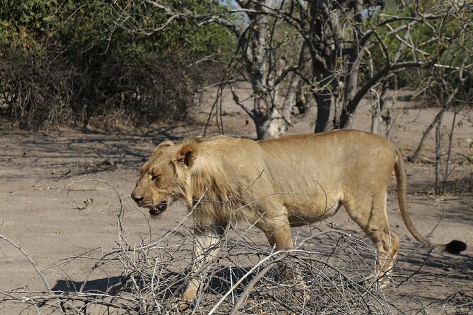 Small Group: Zambezi National Park Guided Game Drive - Is $120 a fair price?