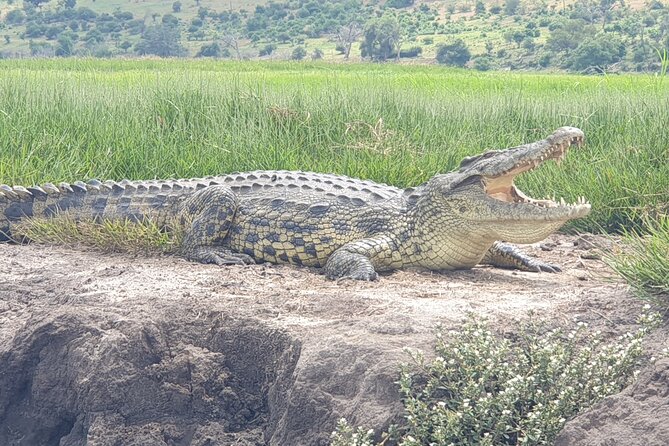Standard Sunset Cruise - Wildlife along the Zambezi