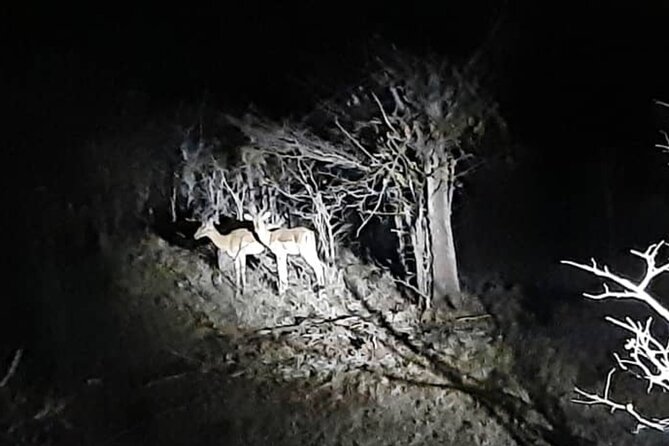 Stargazing and Moonlight Experience - Why the night sky is the real attraction