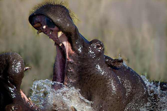 Sundowner Cruise on Zambezi River (Zimbabwe) - Is US$55 good value?