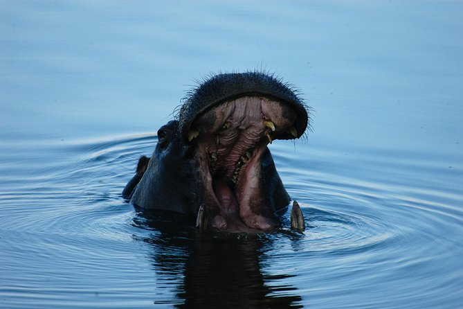 Sunset Cruises on the Zambezi River from Victoria Falls - What you receive from the bar and snack service