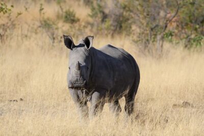 The Best of Matobo