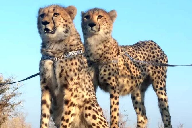 The Cheetah Experience - Meeting the Cheetahs in the Conservation Area