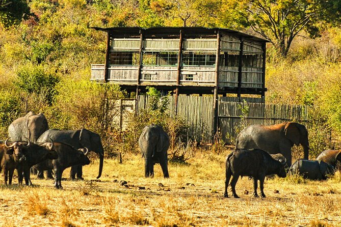 Unique Safari Game Drives in Zambezi National Park, 4 Options - Why this safari works well from Victoria Falls
