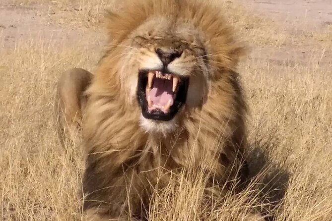 Victoria Falls And Chobe - What the guide service adds