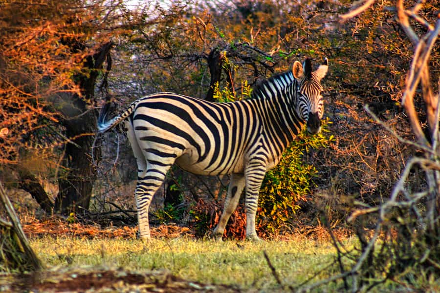 Victoria Falls: Baobab Safari - Sunrise and Mid Morning - Riding the 4x4 through the bush
