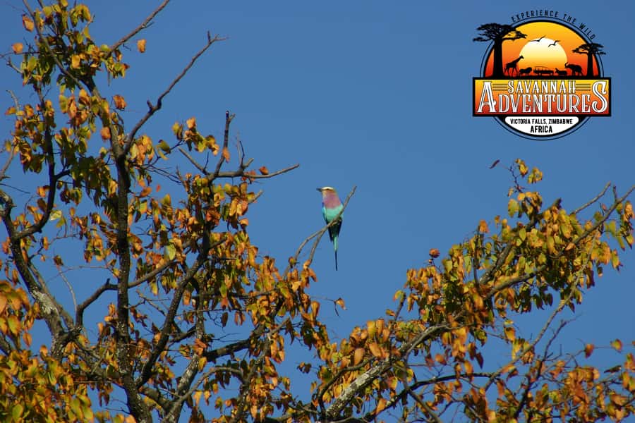 Victoria Falls: Baobab Safari - Sunrise and Mid Morning - Practical preparation for a comfortable ride