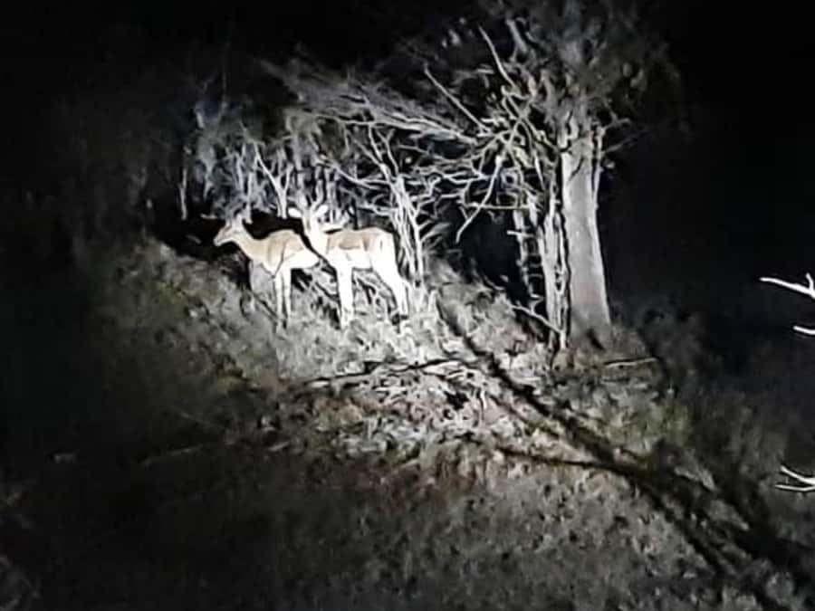Victoria Falls: Bush Experience and Stargazing D-F-ES-GB - What the guide adds to the experience