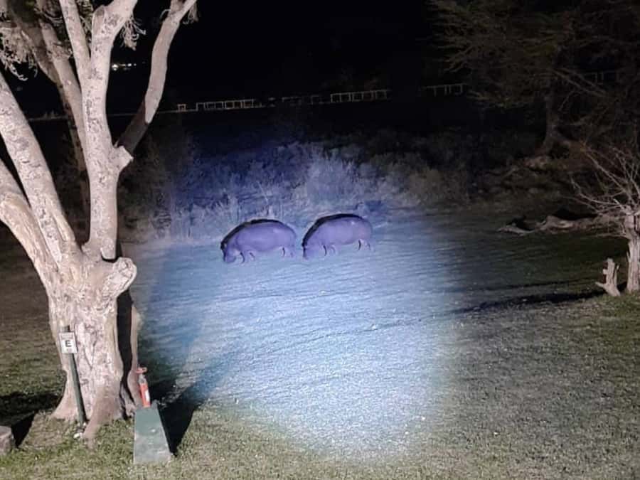 Victoria Falls: Bush Experience and Stargazing D-F-ES-GB - Who will enjoy this night safari most?