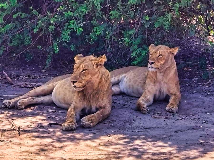 Victoria Falls: Chobe and Quadripoint Day Trip with Lunch - The Chobe River changes the mood