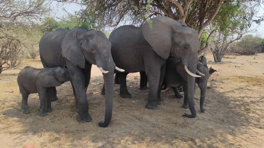 Victoria Falls: Chobe and Quadripoint Day Trip with Lunch - Who will enjoy this Chobe outing most?
