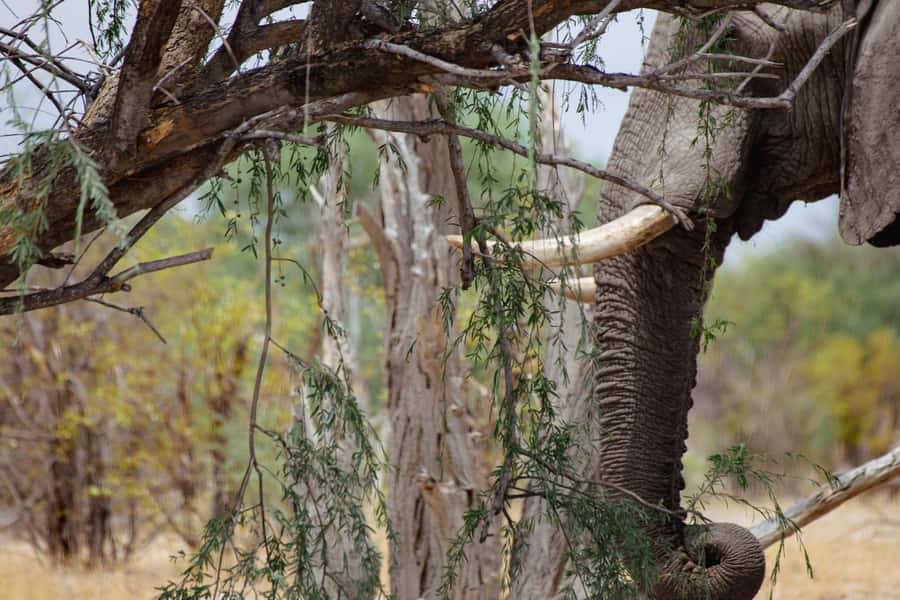 Victoria Falls: Chobe National Park Day Trip with Lunch - Key points before you book